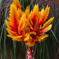 Flor em Vaso_Produtos01_400x440px
