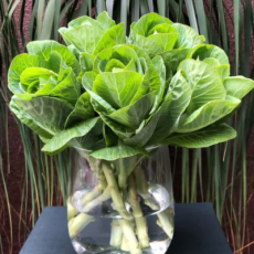 Flor em Vaso_Produtos03_400x440px