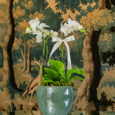 Verbena_Produtos04_400x440px